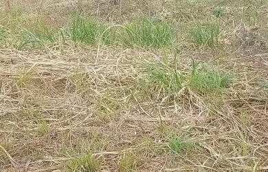 Imagem 3: Terreno Bairro Industrial