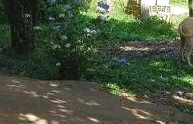 Imagem 5: Chácara à venda em Boa Vista da Aparecida