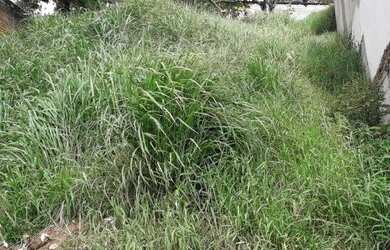 Imagem 3: Terreno-para-Venda-em-Chacara-do-Solar-II- Fazendinha -Santana-de-Parnaiba-SP