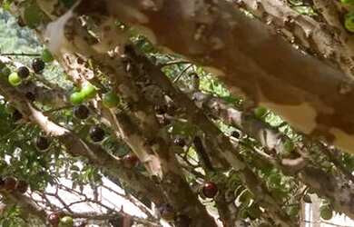 Imagem 2: Atibaia - Chácara - Conjunto Habitacional Jose Barnet Y Vives