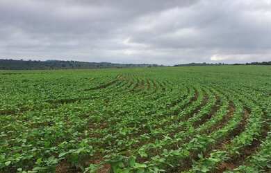 Imagem 1: Vendo fazenda 3035 hec. Avaliada em 127 milhões por 90 milhões - Soja,...