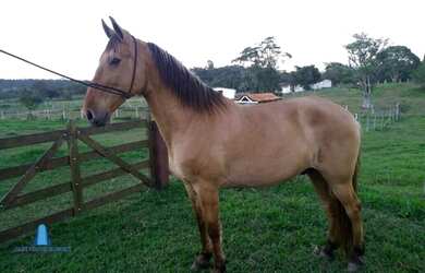 Imagem 7: Sítio para Venda em Sao Vicente Araruama-RJ