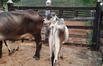 Imagem 3: FAZENDA EM BOA VISTA DO TUPIM - 1244 TAREFAS