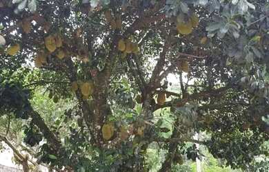 Imagem 16: SANTANA DE PARNAíBA - Terreno Padrão - Recanto Maravilha III