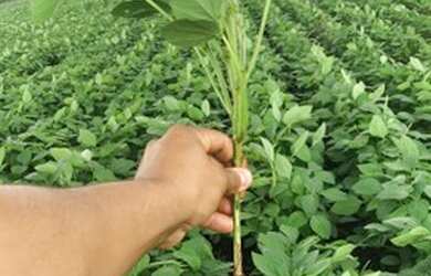 Imagem 3: Vendo fazenda 3035 hec. Avaliada em 127 milhões por 90 milhões - Soja,...