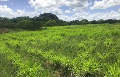 Imagem 15: Vendo fazenda Fazenda / sítio com venda por R$3.200.000