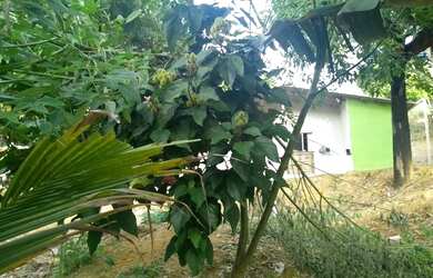 Imagem: A chácara possui 8.000m² de Área e está localizado em Canaã