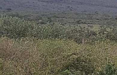 Imagem 2: Vendo fazenda. 