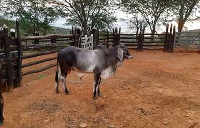Imagem 4: FAZENDA EM BOA VISTA DO TUPIM - 1244 TAREFAS