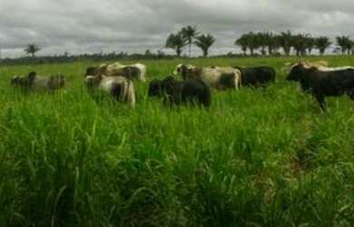 Imagem 4: 62 alqueires no Pará a ,zap R$ 2.500.000,00
