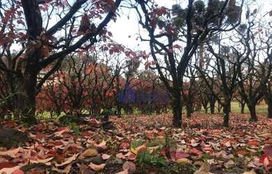 Imagem 8: Terreno à venda, 559 m² por R$ 699.000,00 - Monte Bérico - Caxias do Sul/RS