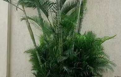 Imagem 7: Excelente casa em cond. de 3 quartos a venda no Jardim Caiçara - Cabo...