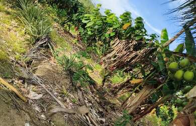 Imagem 13: Sitio 13 ha Porteira Fechada