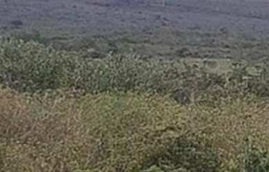 Imagem 1: Vendo fazenda. 