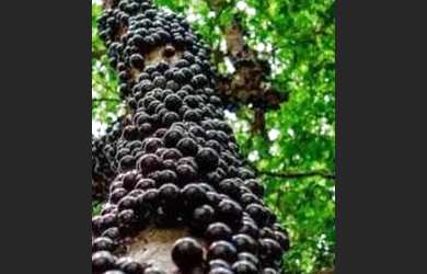 Imagem 6: Atibaia - Chácara - Conjunto Habitacional Jose Barnet Y Vives