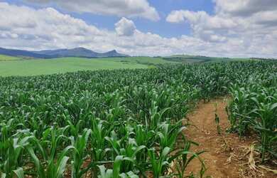 Imagem 13: fazenda em 3 corações 987 hectares 53.000.000.00 edi-pv