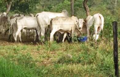Imagem: A fazenda possui 140m² de Área e está localizado em Isaura