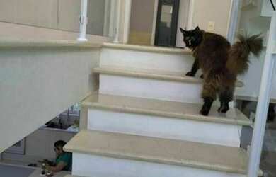 Imagem 7: Casa em Condomínio à venda em Santana de Parnaíba/SP