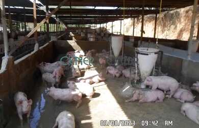 Imagem 8: 2512 Fazenda De 160 Ha Com Grande Suinocultura Em Atividade Região De Ponte Nova Mg