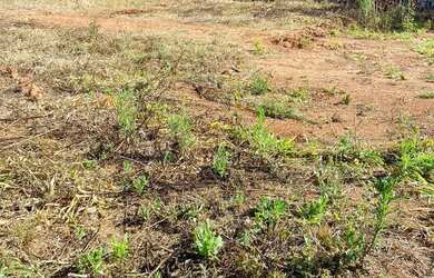 Imagem 10: Chácara para venda há pouco menos de 20 minutos de São Lourenço