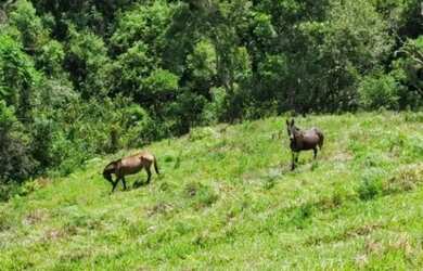 Imagem: Terreno à venda- ESTRADA CUNHA X PARATY - Cunha/SP
