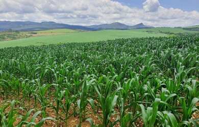 Imagem 15: fazenda em 3 corações 987 hectares 53.000.000.00 edi-pv
