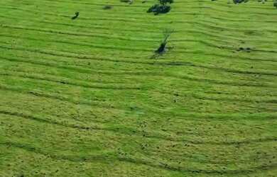 Imagem 5: Sítio 57hectares Café Arábica Jeriquara