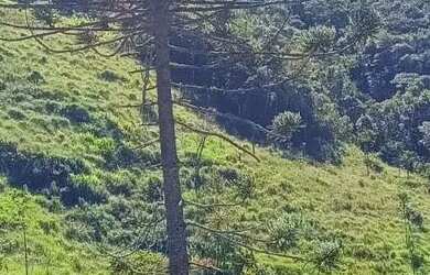 Imagem: A chácara possui 40.000m² de Área e está localizado em