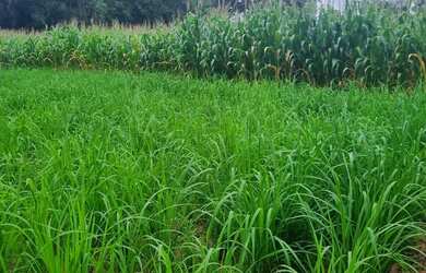 Imagem: A chácara está localizado em Buritis, MG à venda por R$430.000