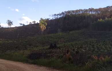 Imagem 3: Chácara Almirante Tamandaré 21.000m², 16Km de Curitiba, luz, 2km asfalto