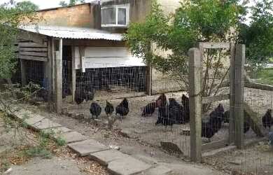 Imagem: A chácara possui 152m² de Área e está localizado em Lami