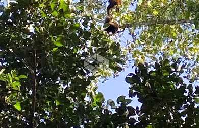 Imagem 5: Chácara com vista e riacho na Serra Gaúcha