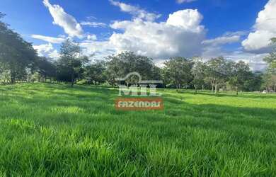 Imagem: A fazenda possui 500m² de Área e está localizado em Avelinópolis