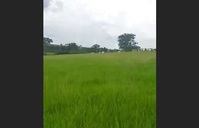 Imagem 2: Sitio top demais Auriflama 15 alqueires livre livrao valor 130 o alq