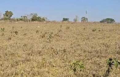 Imagem 9: Excelente fazenda dupla aptidão com 517 hectares e ótimas estruturas...