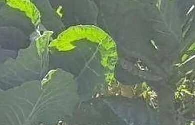 Imagem 8: Chácara à venda em Boa Vista da Aparecida