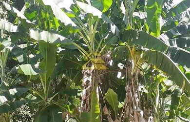 Imagem 5: Rio de Janeiro - Terreno Padrão - Freguesia Jacarepaguá