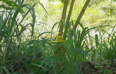 Imagem 9: Rio de Janeiro - Terreno Padrão - Freguesia Jacarepaguá