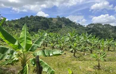Imagem 5: Fazenda com 22 hectares Santana do Mundaú
