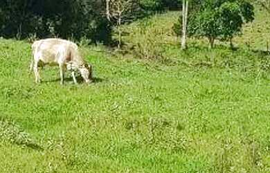 Imagem 12: Chácara à venda em Boa Vista da Aparecida