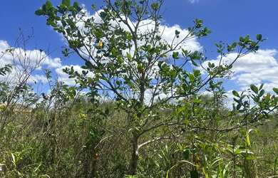Imagem: A chácara está localizado em Parque Ipê, Feira de Santana