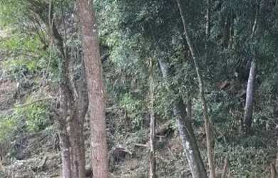 Imagem 3: Campo largo ferreira. 12m² de Área