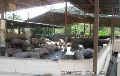 Imagem 15: 2512 Fazenda De 160 Ha Com Grande Suinocultura Em Atividade Região De Ponte Nova Mg