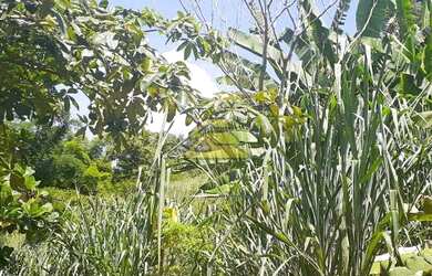 Imagem 14: Rio de Janeiro - Terreno Padrão - Freguesia Jacarepaguá