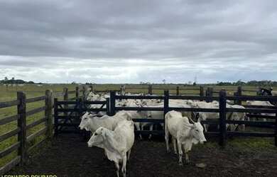 Imagem: A fazenda possui 160m² de Área e está localizado em Belmonte