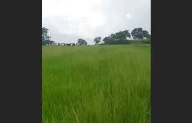 Imagem 1: Sitio top demais Auriflama 15 alqueires livre livrao valor 130 o alq