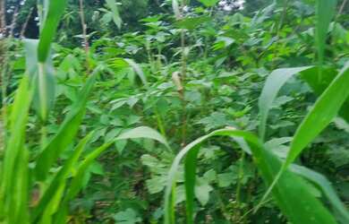 Imagem 2: Chácara 2.660 metros valor 430.000