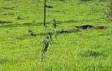 Imagem 1: Chácara à venda em Boa Vista da Aparecida