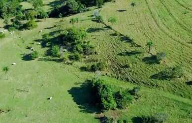 Imagem 6: Sítio 57hectares Café Arábica Jeriquara