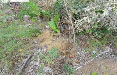 Imagem 16: FAZENDA À VENDA NO VALE DO ARAGUAIA - TO - 1.186 HECTARES (DUPLA APTIDÃO